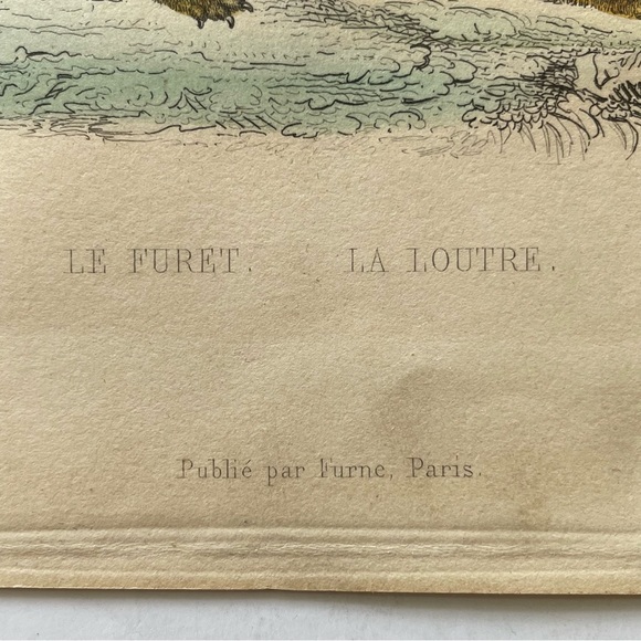 Antique French Animal Illustration - Picture 10 of 11